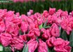 Tulipa Marvel Parrot ® (2)